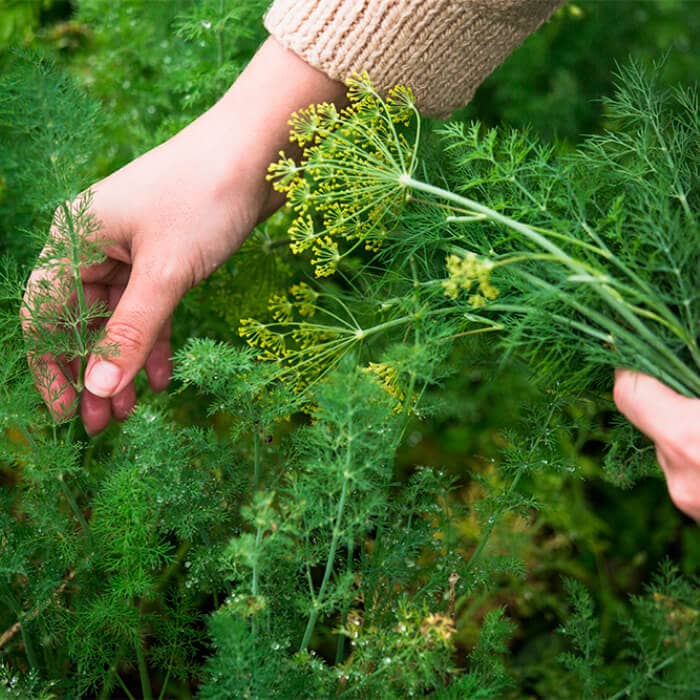 Насіння кропу «Геркулес» 5 г