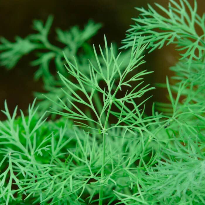 Насіння кропу «Геркулес» 5 г