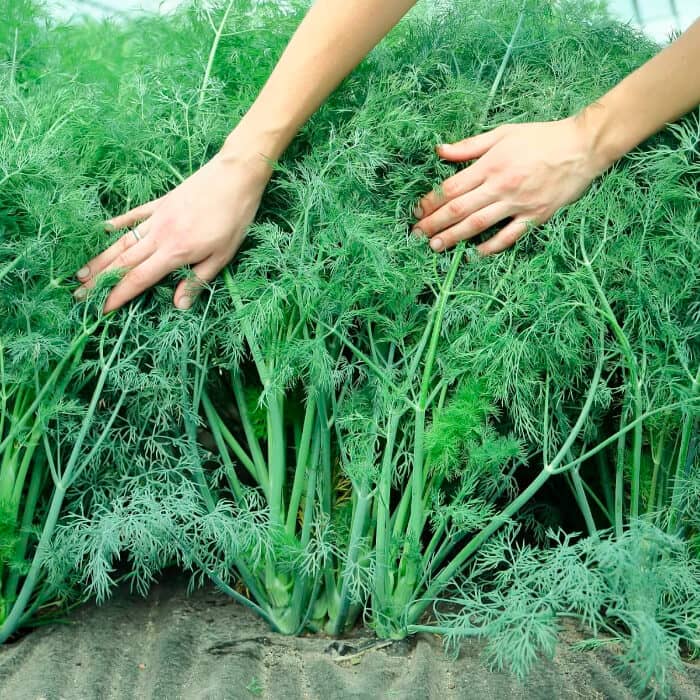 Насіння кропу «Геркулес» 5 г