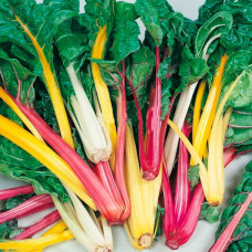 Суміш насіння мангольда «Весняна веселка»