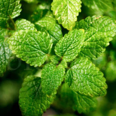 Насіння меліси «Лимонна»