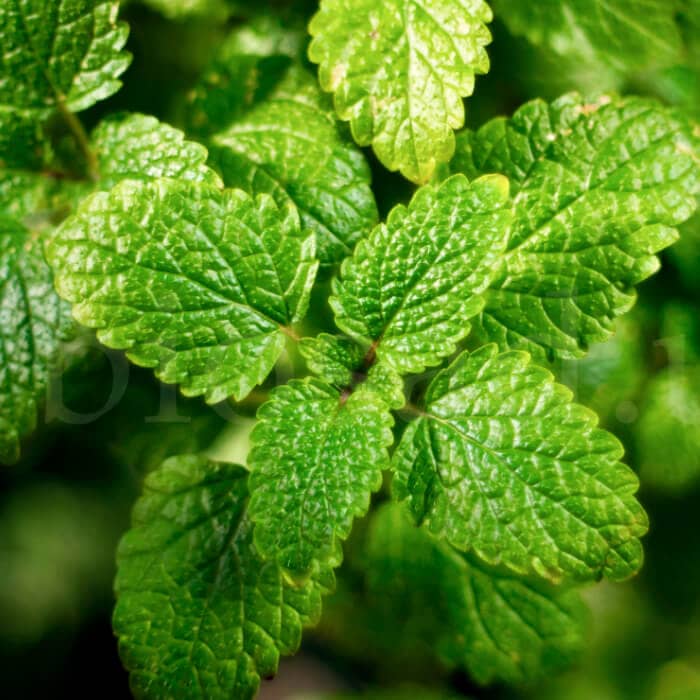 Насіння меліси «Лимонна»