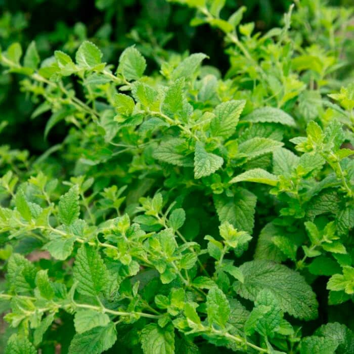 Насіння меліси «Лимонна»