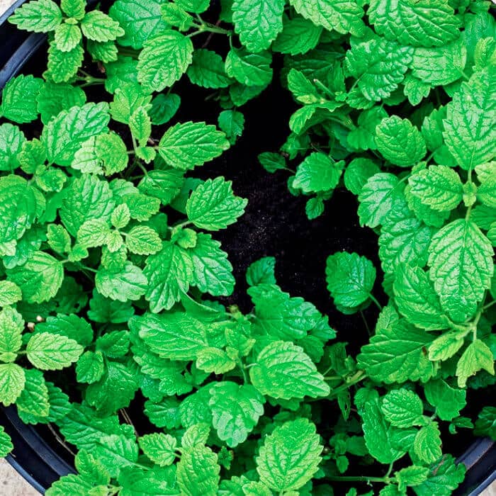 Насіння меліси «Лимонна»