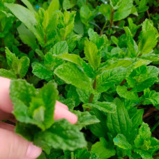 Насіння м’яти холодної «Мохіто»