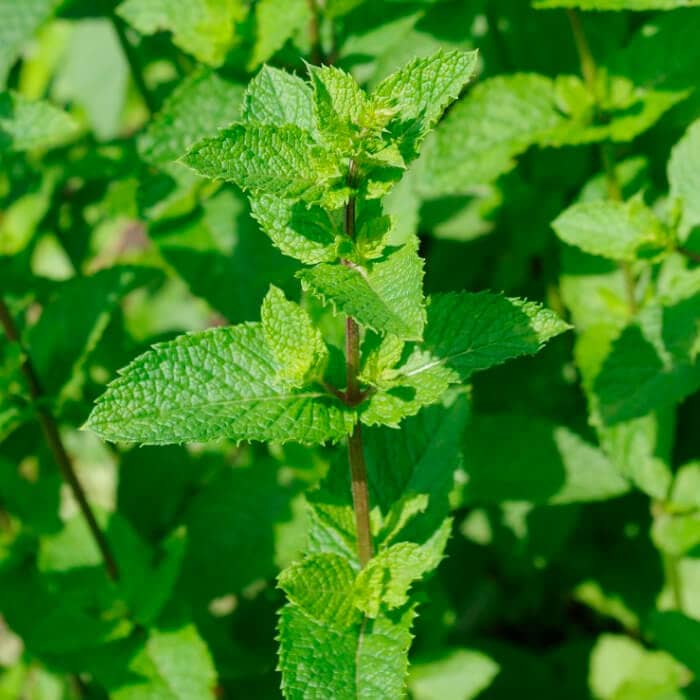 Насіння м’яти холодної «Мохіто»