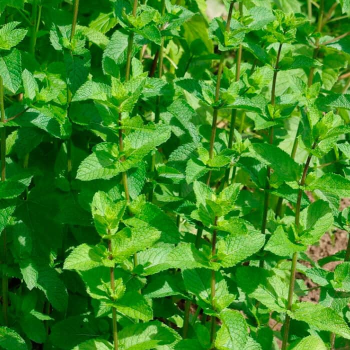 Насіння м’яти холодної «Мохіто»