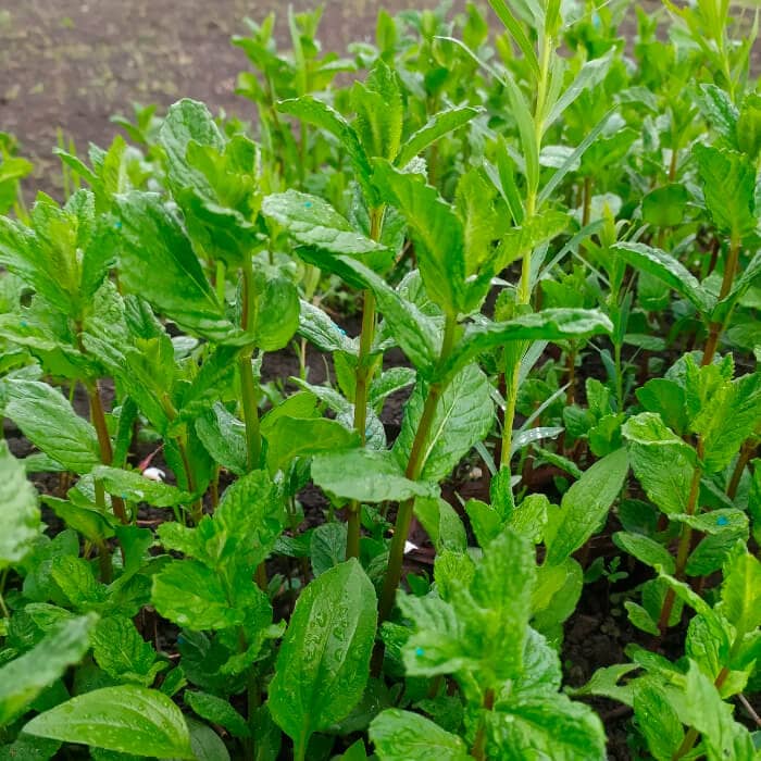 Насіння м’яти холодної «Мохіто»