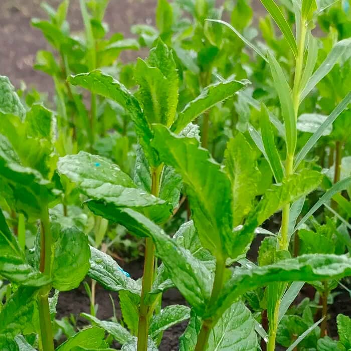 Насіння м’яти холодної «Мохіто»