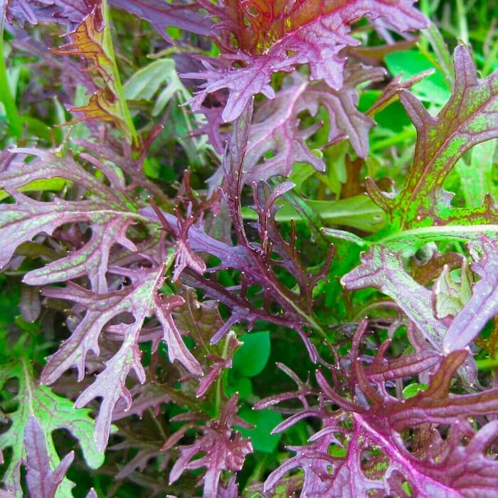 Насіння мізуни «Червона»