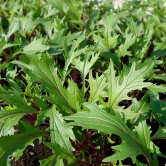 Насіння мізуни «Зелена»