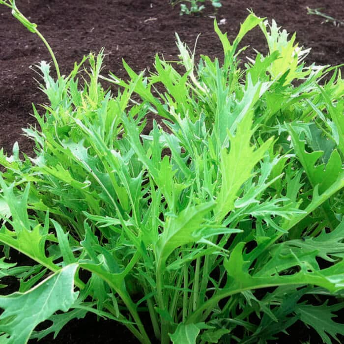 Насіння мізуни «Зелена»