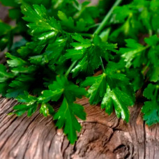 Насіння ранньостиглої петрушки «Буторбродна» 