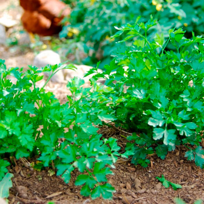 Насіння ранньостиглої петрушки «Буторбродна» 