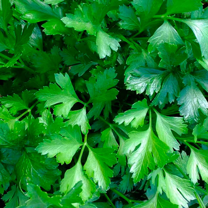 Насіння ранньостиглої петрушки «Буторбродна» 