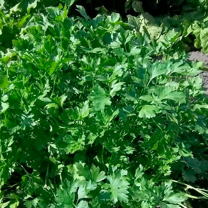 Насіння ранньостиглої петрушки «Буторбродна» 