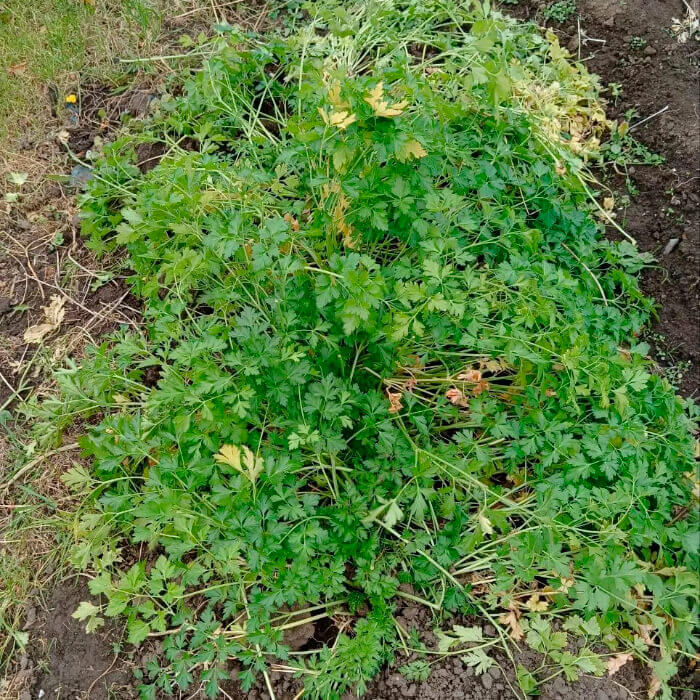 Насіння ранньостиглої петрушки «Цукрова» 