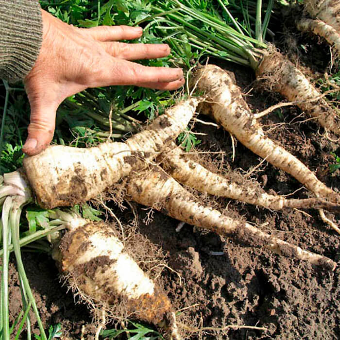 Насіння ранньостиглої петрушки «Цукрова» 