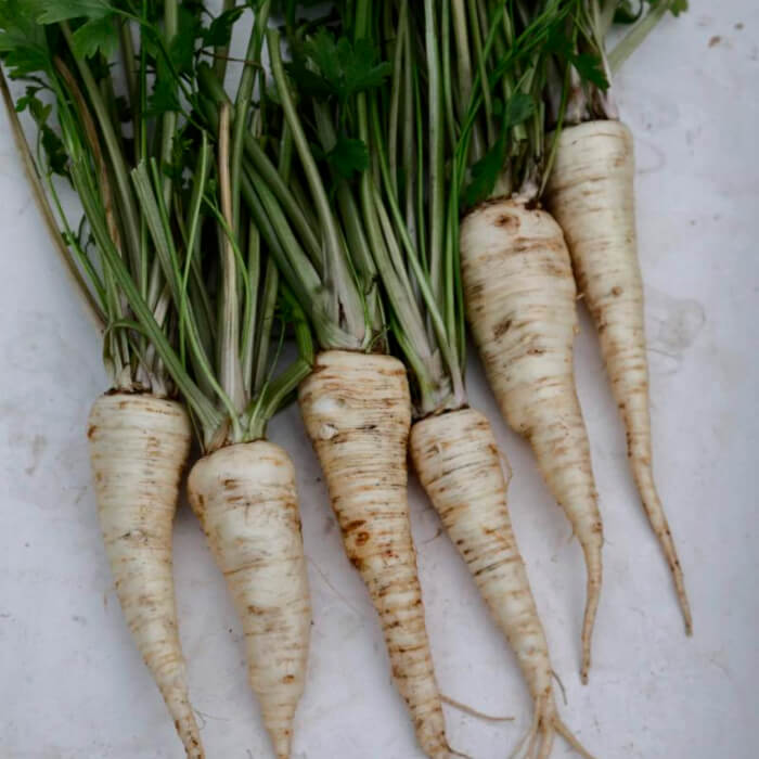 Насіння ранньостиглої петрушки «Цукрова» 