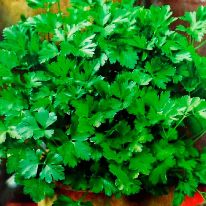 Насіння петрушки «Балконна»