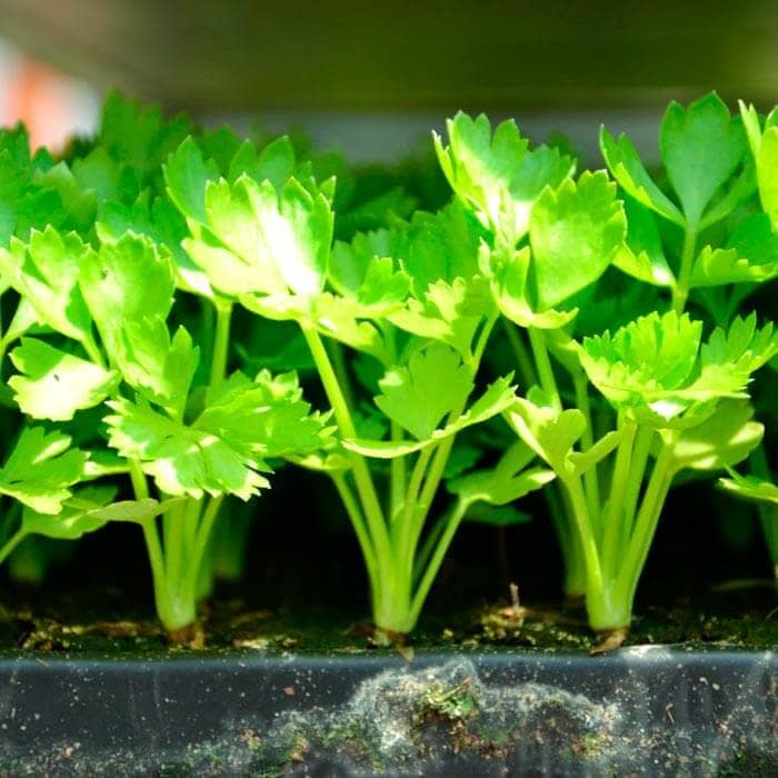 Насіння петрушки «Балконна»