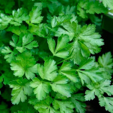 Насіння петрушки листової «Гігантела» 