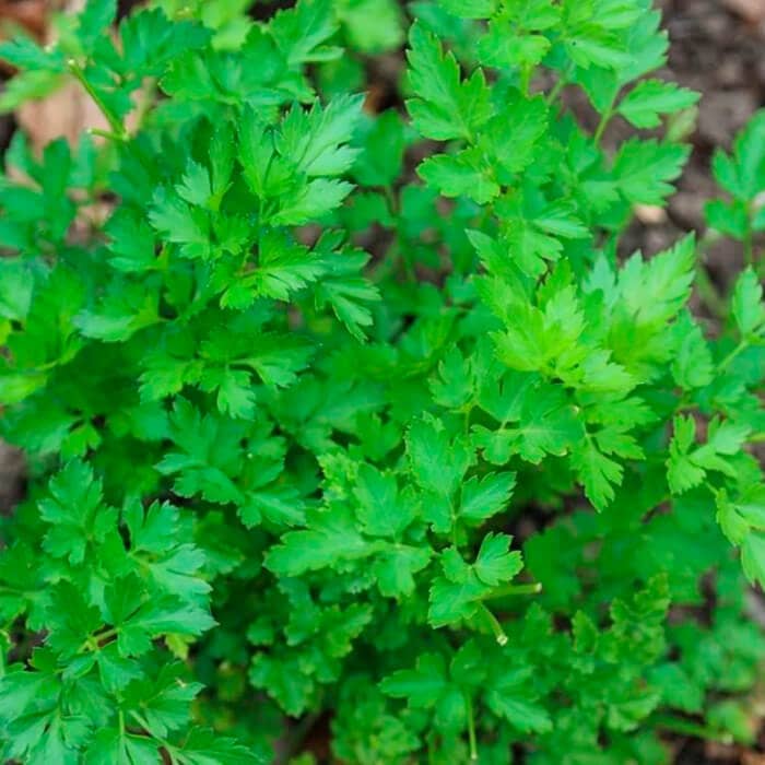 Насіння петрушки «Петерсел»
