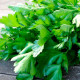 Насіння петрушки «Петерсел»