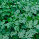 Насіння петрушки «Петерсел»