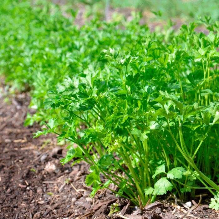 Насіння петрушки «Петерсел»