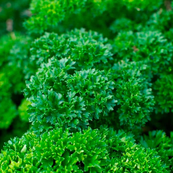 Насіння петрушки «Москраузе»