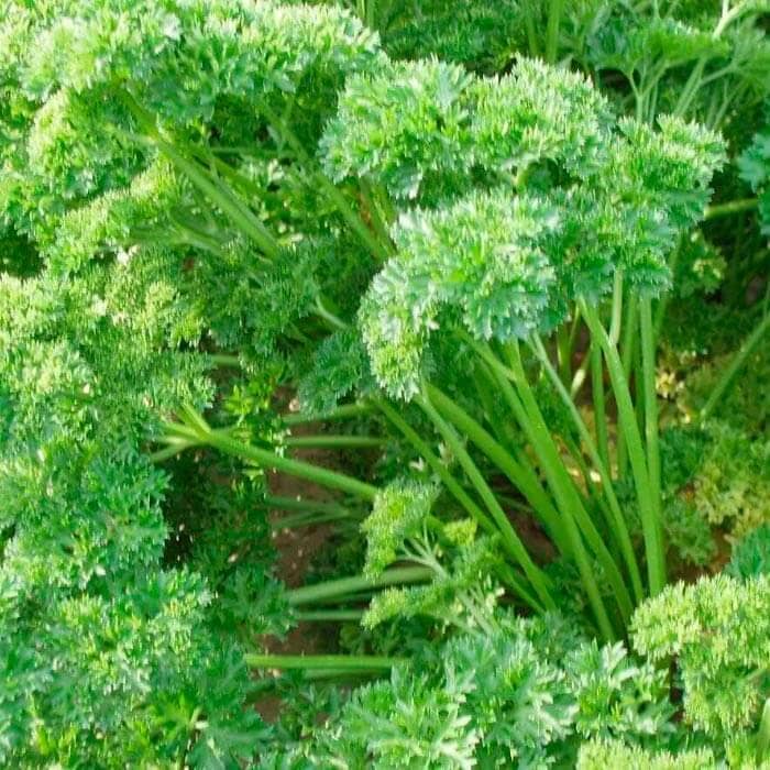 Насіння петрушки «Москраузе»