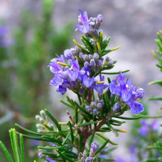 Насіння розмарину «Морська роса»