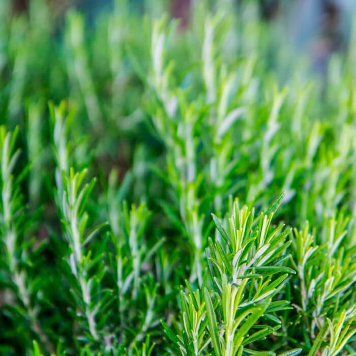 Насіння розмарину «Морська роса»