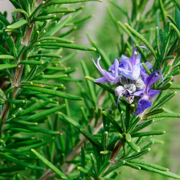 Насіння розмарину «Морська роса»