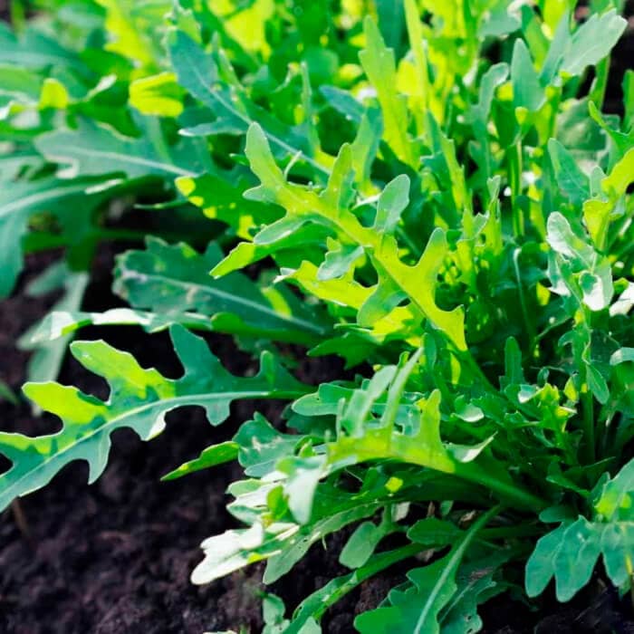 Насіння руколи «Оліветта»