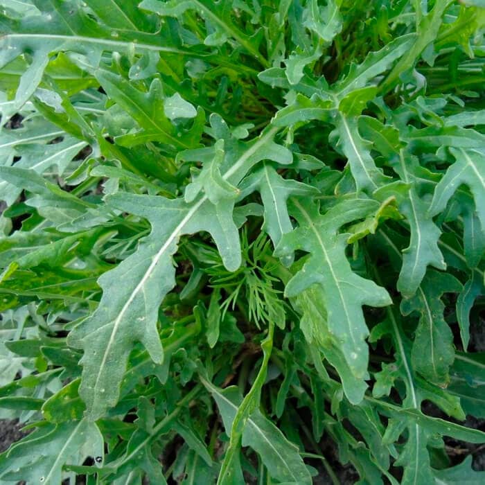 Насіння руколи «Оліветта»