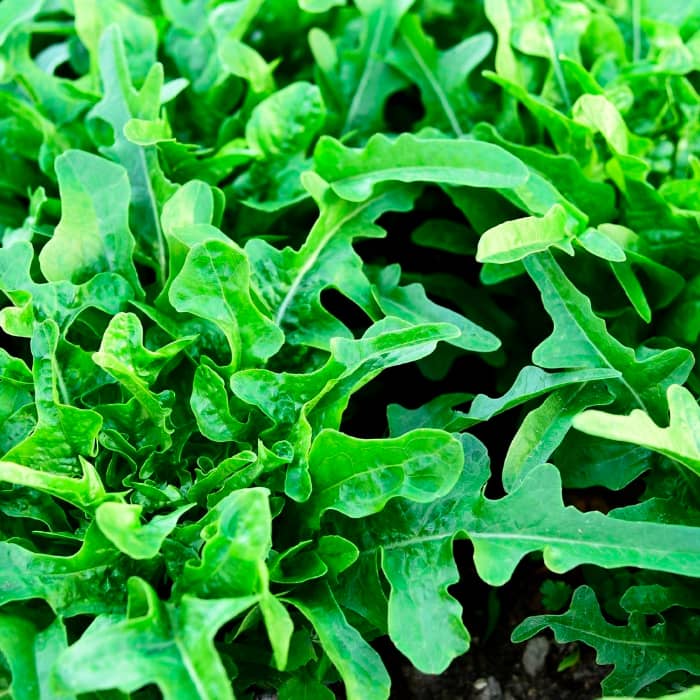 Насіння руколи «Пасьянс F1»