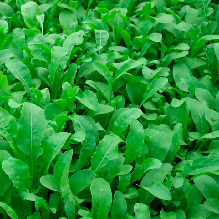 Насіння руколи «Пасьянс F1»