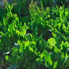 Насіння щавлю «Бельвільський»