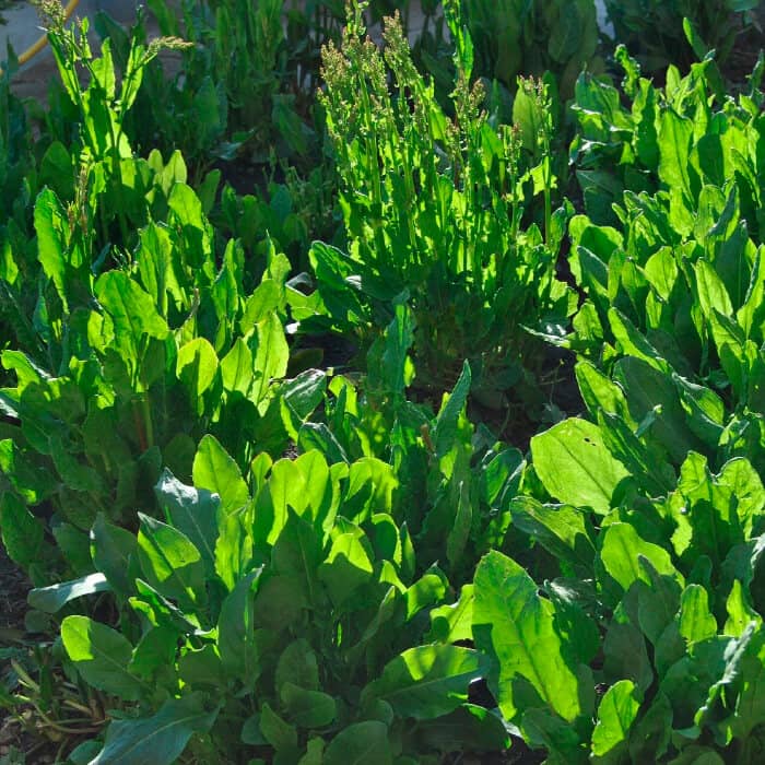 Насіння щавлю «Бельвільський»