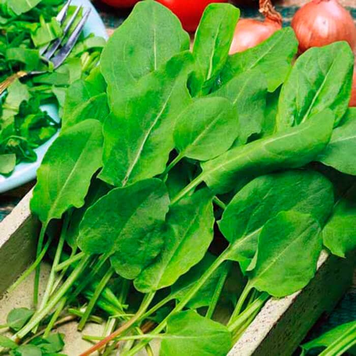 Насіння щавлю «Бельвільський»