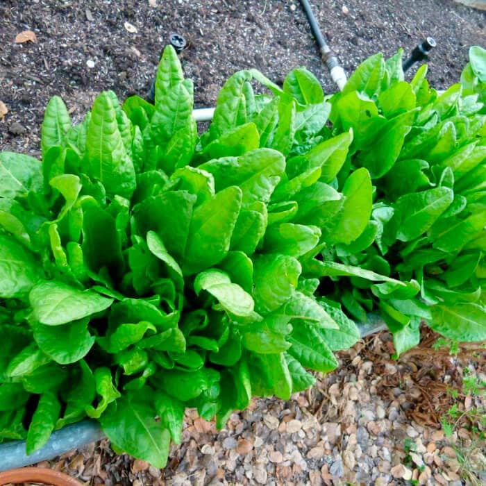 Насіння щавлю «Бельвільський»