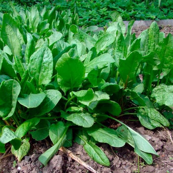 Насіння щавлю «Бельвільський»