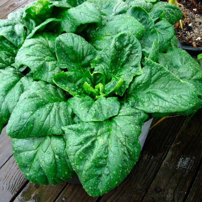 Насіння шпинату «Сигма лiф»