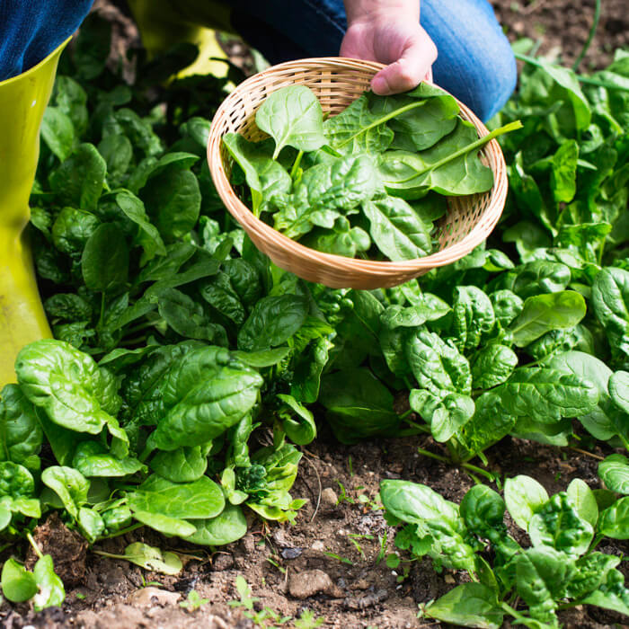 Насіння шпинату «Сигма лiф»