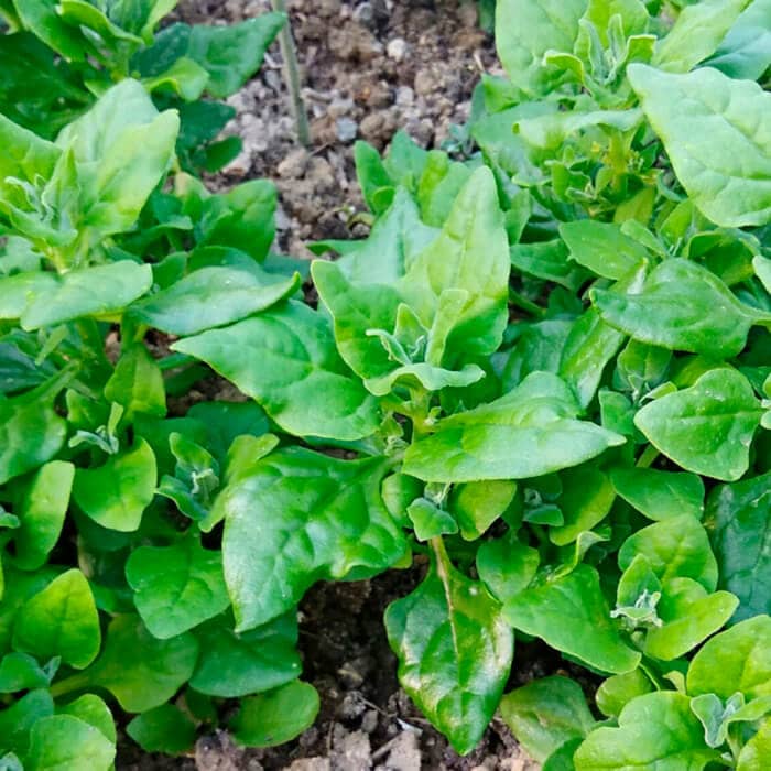 Насіння шпинату «Новозеландський»