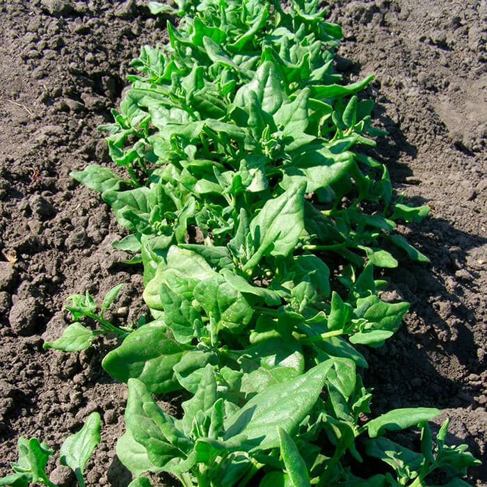Насіння шпинату «Новозеландський»