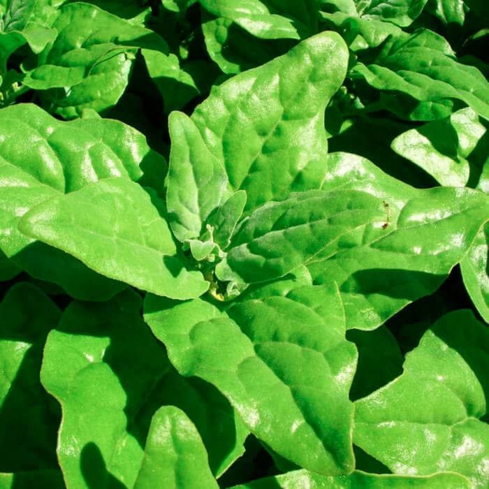 Насіння шпинату «Новозеландський»