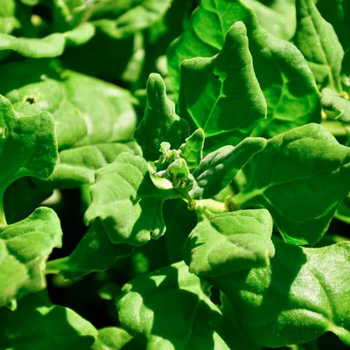 Насіння шпинату «Новозеландський»